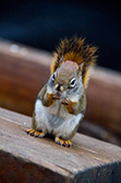 squirrel licking fingers after eating on wood bench