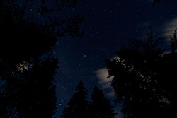 ciel étoilé au dessus des sapin, forêt dans la nuit
