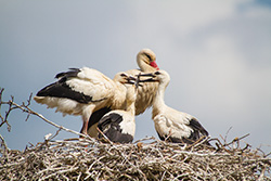 stork_babies_001