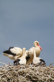 stork_babies_002