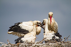 stork_babies_005