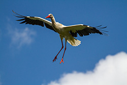 stork_flying_002