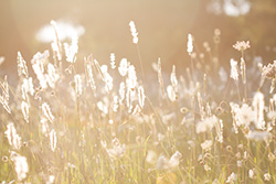 sunlight_grass_001