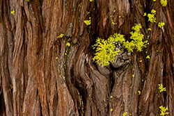 moss on bark, Incense cedar Yosemite tree