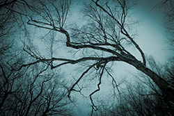 arbres effrayants sur photo bleue et vignettage