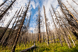 burned trees perspective with trunks and branches, Canadian forest