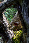 trou dans tronc d'arbre avec de la mousse