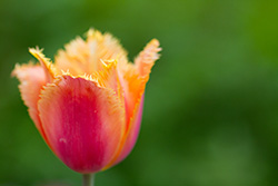 tulips_002