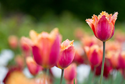 tulips_007