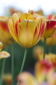 tulips_009