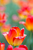 tulips_010