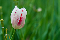 tulips_012