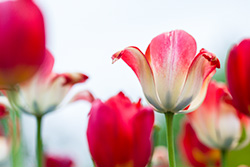 tulips_015