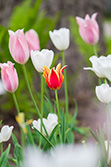 tulips_018