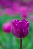 tulips_021