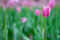 tulips_024