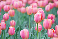 tulips_027