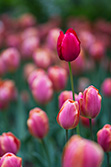 tulips_028