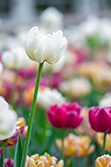 tulips_029