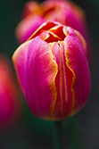 tulips_030