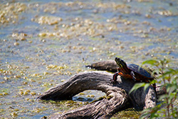 Red-Eared Slider turtle on stump in pond with silt and alga in water