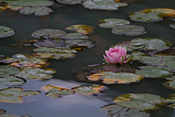 nénuphars sur l'eau avec fleur, dans un étang