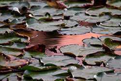 nénuphar avec reflet du coucher de soleil dans eau