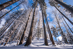 winter_forest_010