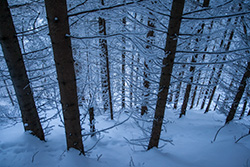 winter_forest_011