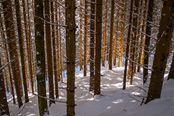 winter_forest_012