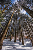 winter_forest_013