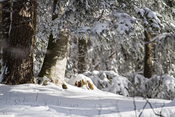 winter_forest_014