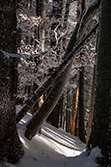 winter_forest_018