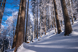 L'écureuil Grimpe À L'arbre Et À L'herbe Et Cache Les Noix Dans Le Sol Pour  L'hiver Banque D'Images et Photos Libres De Droits. Image 89434760