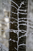 winter_forest_020