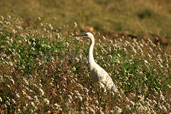 Aigrette blanche en Camargue dans les herbes