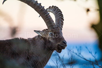 Photo: Alpine Ibex 001