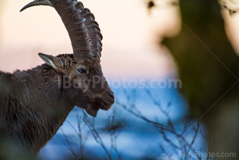 Photo: Alpine Ibex 002