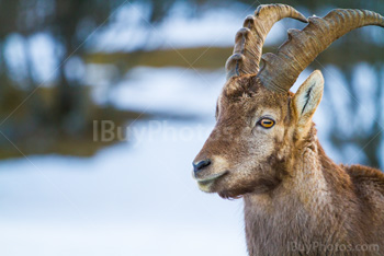 Photo: Alpine Ibex 003
