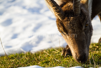 Photo: Alpine Ibex 004