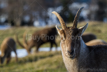 Photo: Alpine Ibex 005