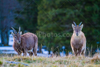 Photo: Bouquetin Des Alpes 007