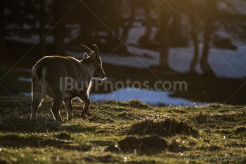 Photo: Bouquetin Des Alpes 008