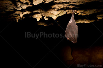 Bat hanging upside down in cave in lightpainting photography