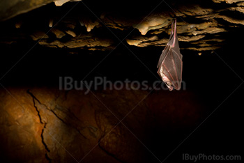 Bat hanging upside down on rock in cave with light