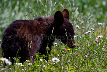 Black bear cub eating flowers in prairie
