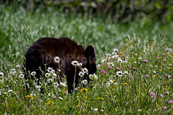 Black bear cub walking in flowers in meadow