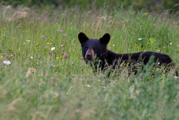 Ours noir sort sa tête des fleurs sauvages et herbes