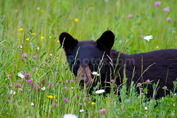 Black bear cub in field with flowers and wild grass