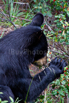 Black bear eating buffalo berries in Alberta